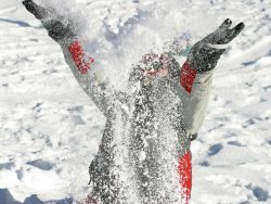 Jeux dans la Neige