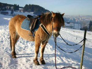 Nos chevaux et poneys