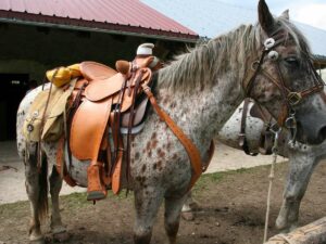 Cheval équipé d'une selle Western