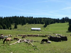 Ferme équestre Les Bâties | Mouthe