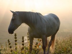 Cheval dans la brume