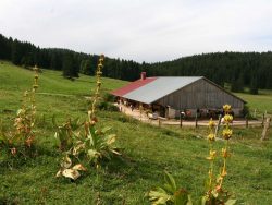 Ferme équestre Les Baties | Mouthe