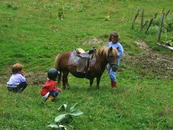 Cavalier en herbe